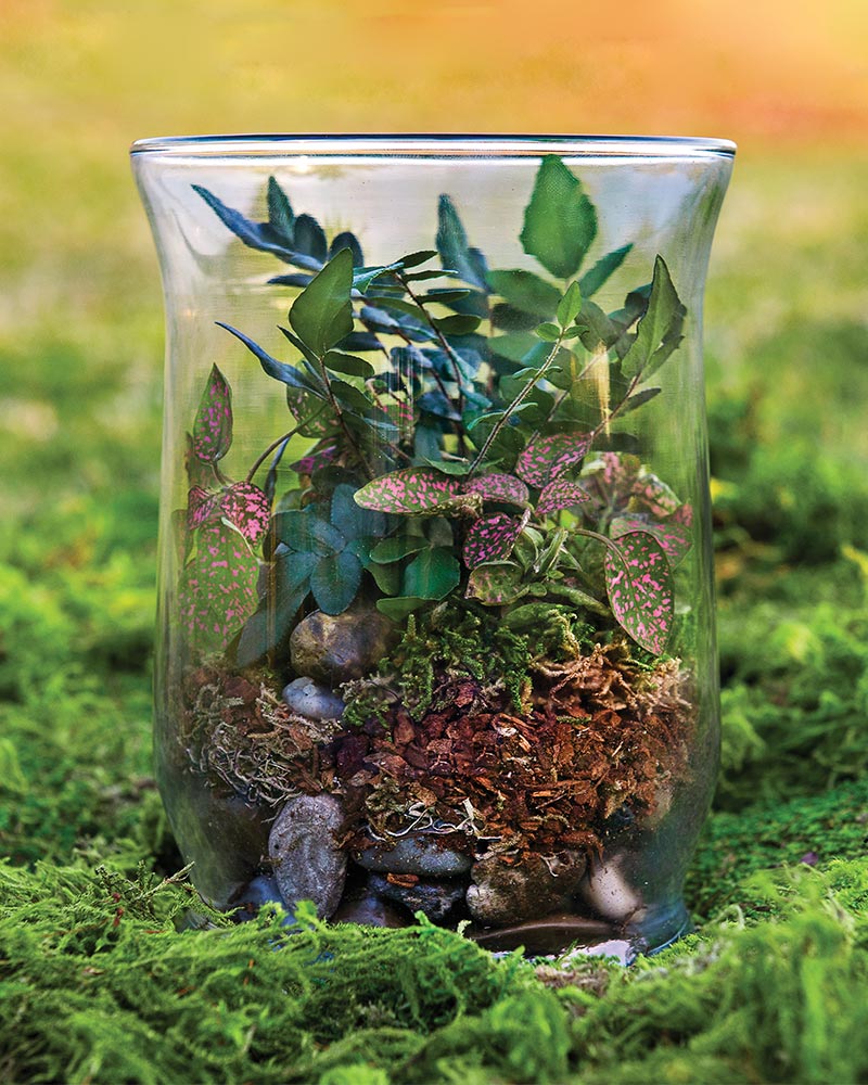 Forest Terrarium Moss Kit Urban Roots