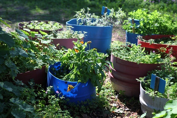 24 Best Plants For Your Bucket Garden Urban Survival Site
