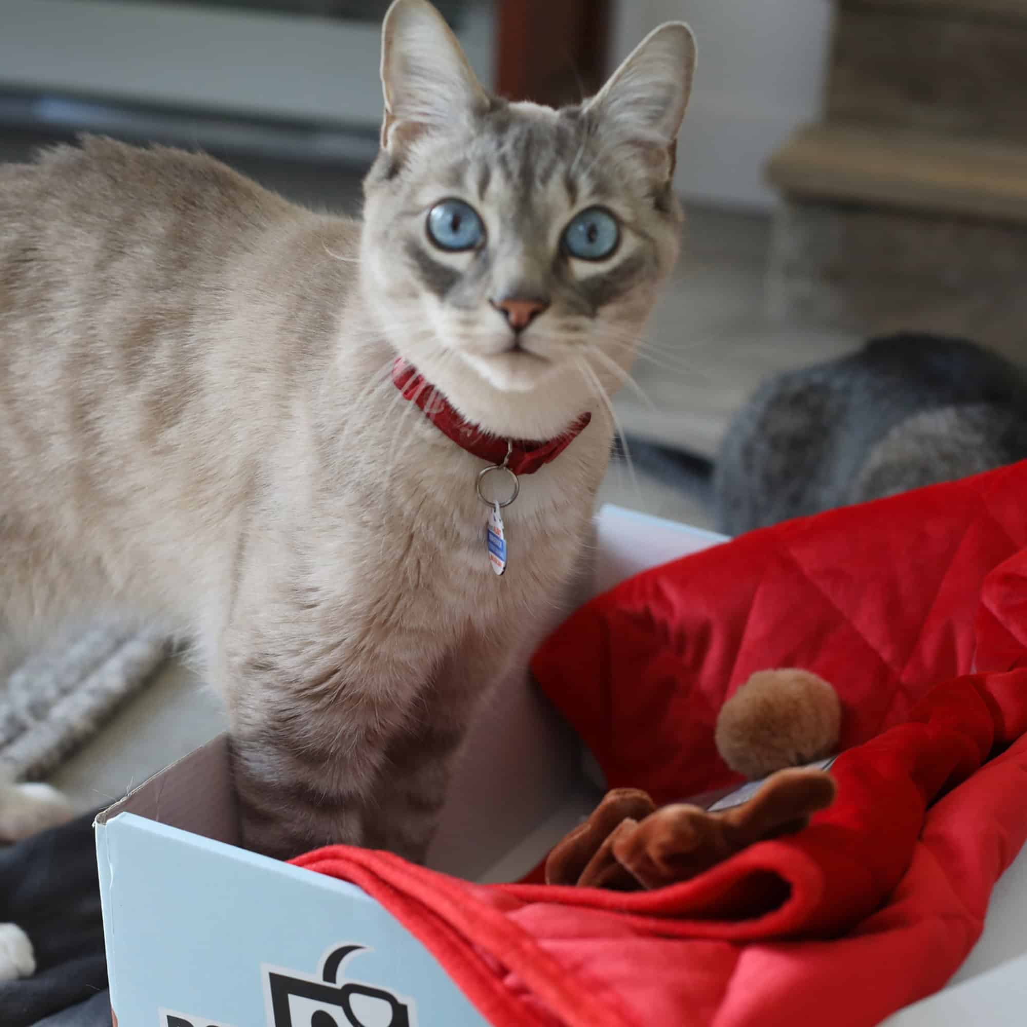12 Best Monthly Cat Subscription Boxes Urban Tastebud