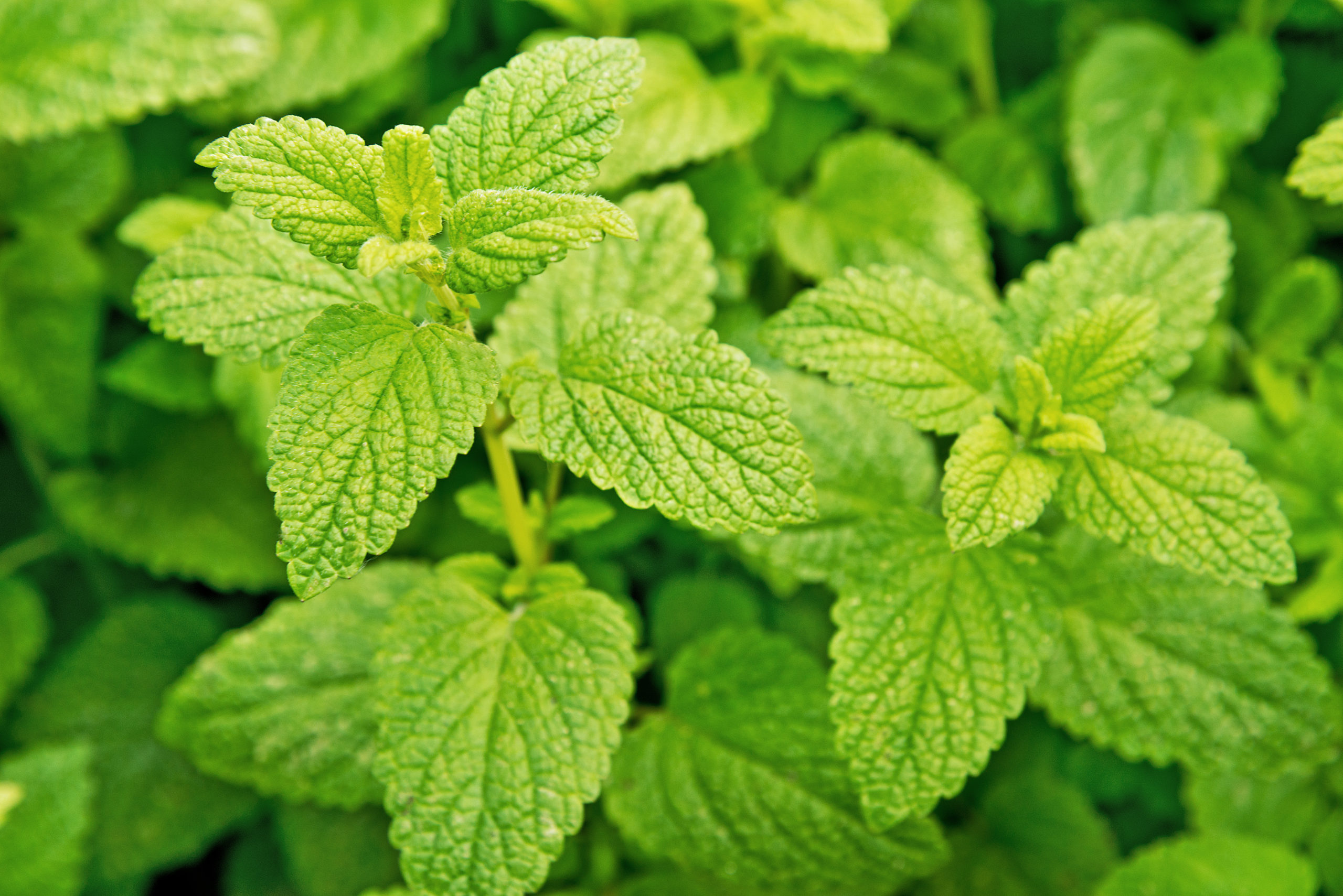 Lemon Balm Urban Tilth