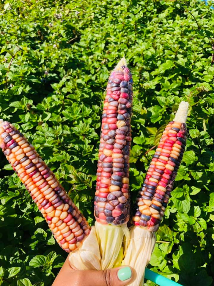 Glass Gem Corn at Richmond High Urban Tilth