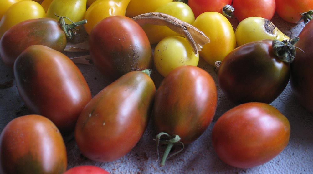 Black Plum Heirloom Tomato urbantomato