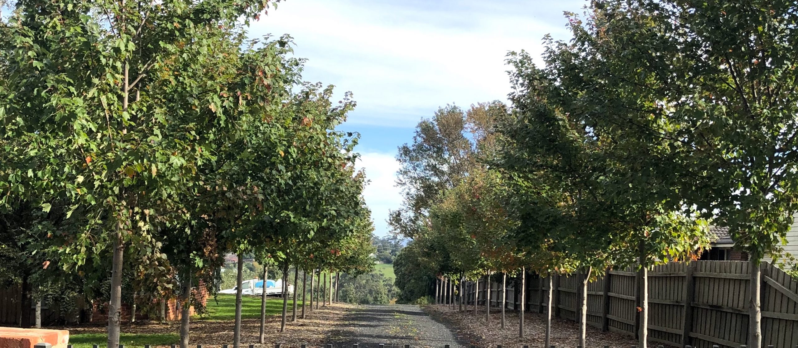 Driveway Plantings — Urban Tree Growers