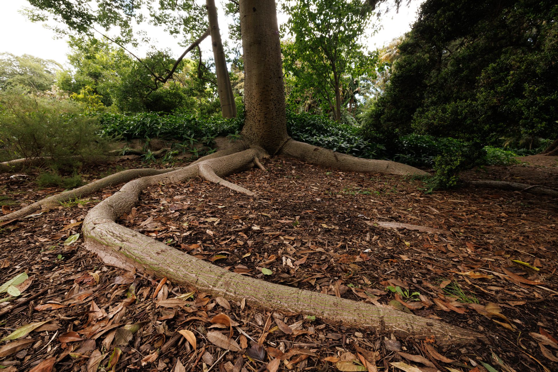 Surface Roots Arborists Wellington Urban Tree Services