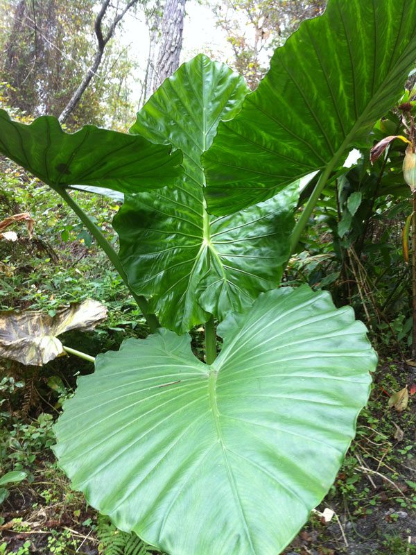 Lg. Persian Palm Elephant Ear Plant (alocasia calidora