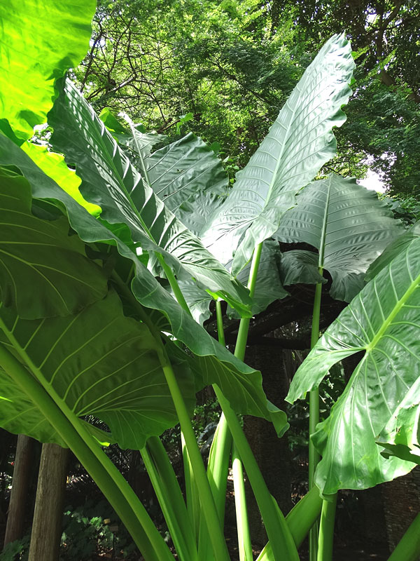 Lg. Persian Palm Elephant Ear Plant (alocasia calidora