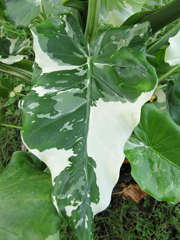 Lg. Okinawa Silver Elephant Ear Plant (alocasia odora) Urban Tropicals