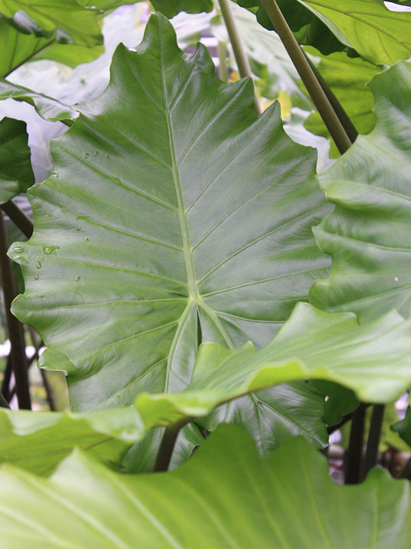 Lg. Cold Hardy Giant Elephant Ear Plant (alocasia portidora) Urban