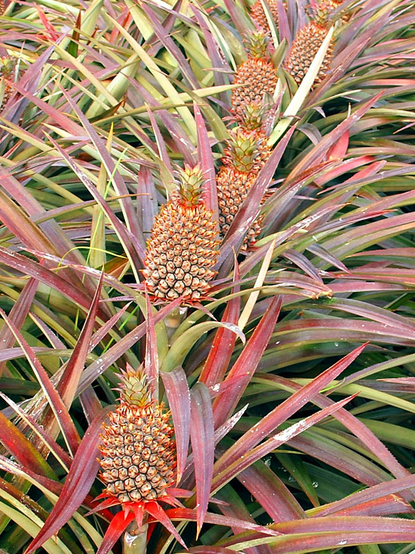 Florida Special Pineapple Plant (ananas cosomus) Urban