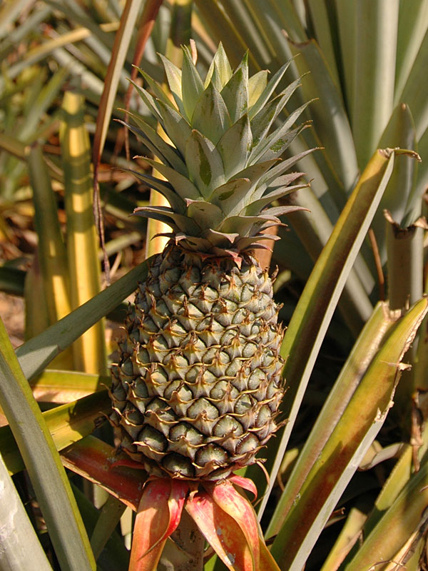 Smooth Cayenne Pineapple Plant (ananas cosomus) Urban Tropicals
