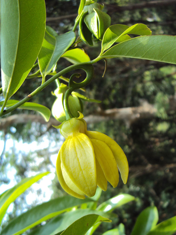 Fruiting Ylang Ylang Vine (artabotrys hexapetalus) Urban Tropicals