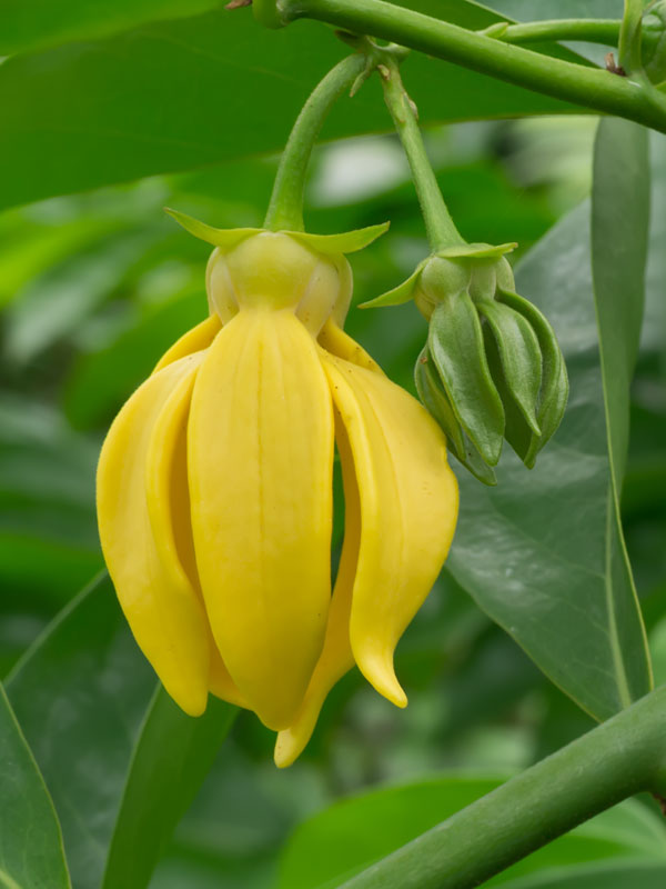 Fragrant Ylang Ylang Vine (artabotrys siamensis) Urban Tropicals