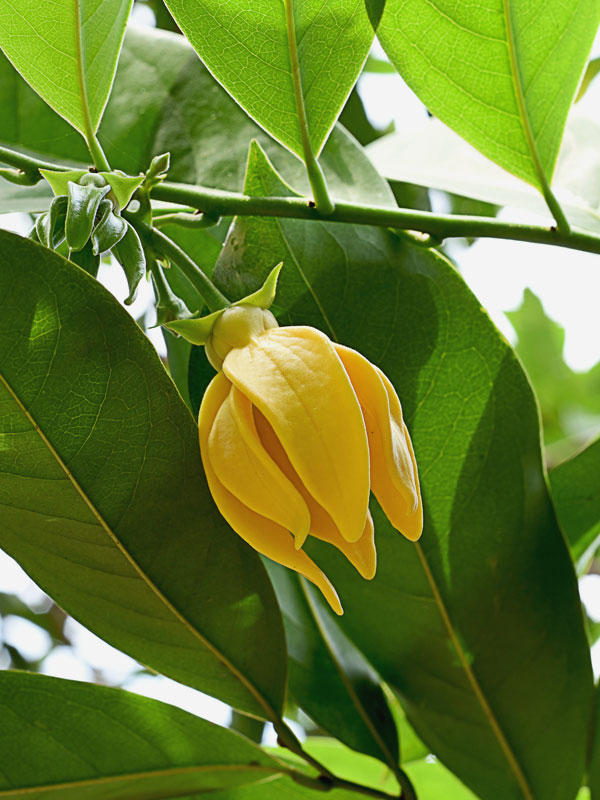Fragrant Ylang Ylang Vine (artabotrys siamensis) Urban Tropicals