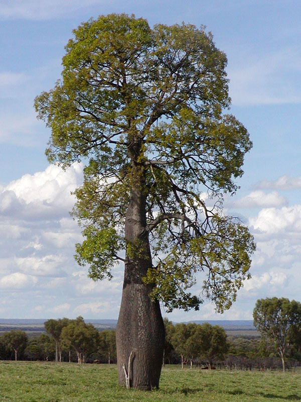 African Bottle Tree