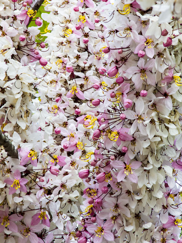 Pink Shower Tree (cassia grandis) Urban Tropicals