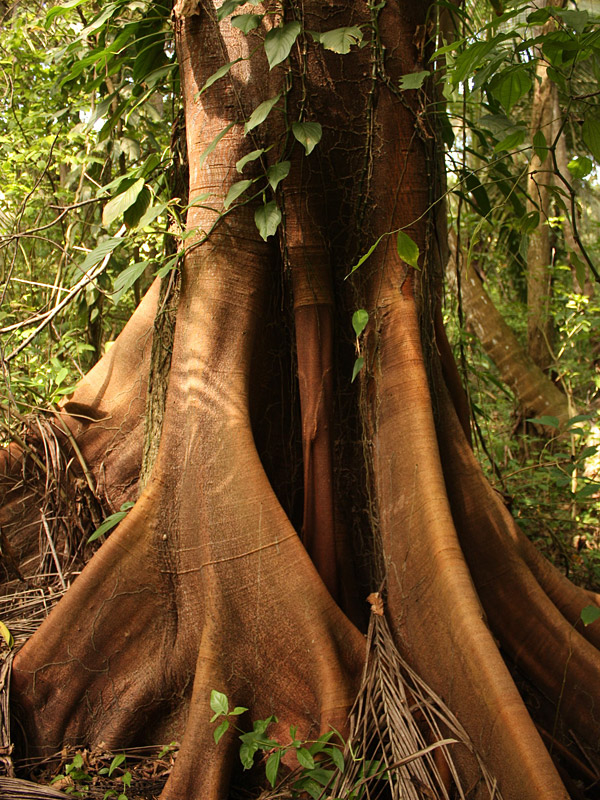 Kapok Silk Cotton Tree (ceiba pentandra) Urban Tropicals