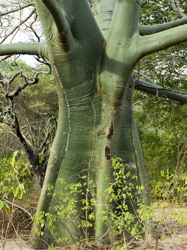 Kapok Silk Cotton Tree (ceiba pentandra) Urban Tropicals
