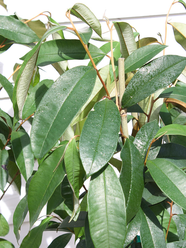 Star Apple Fruit Tree (chrysophyllum cainito) Urban Tropicals