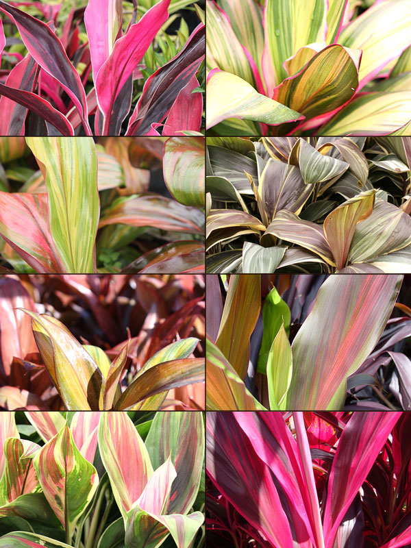 8 Plant, Hawaiian Ti Plant Mix (cordyline) Urban Tropicals