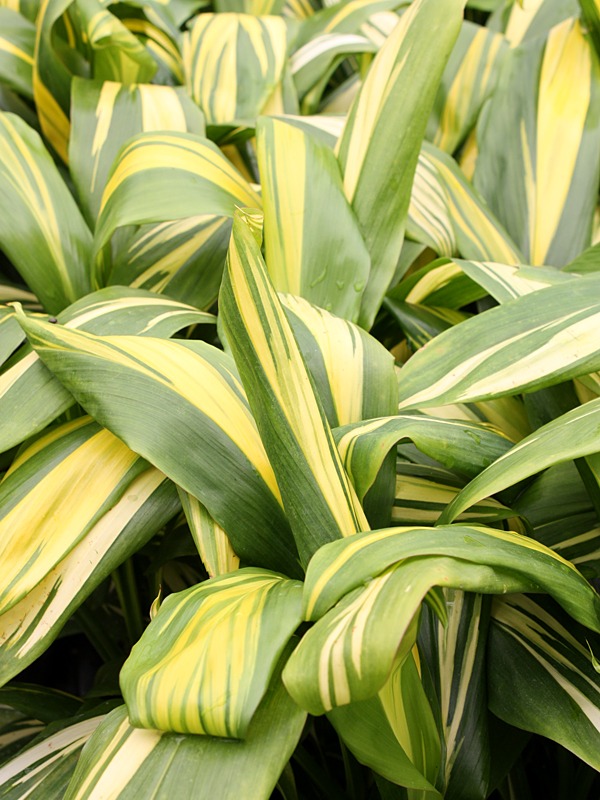 Golden Stripe Hawaiian Ti Plant (cordyline) Urban Tropicals