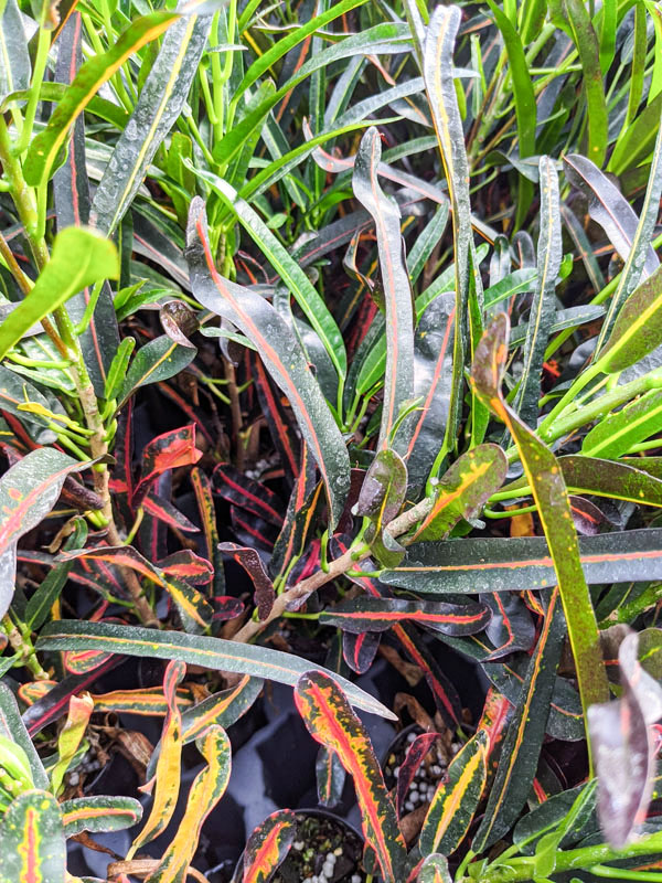 Landscape Ready Red Banana Croton Plant (codiaeum variegatum) Urban