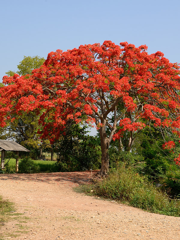 Flamboyant Royal Poinciana Tree (delonix regia) Urban Tropicals