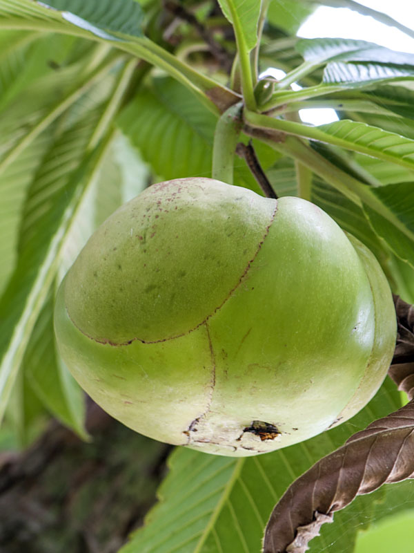 Chulta Elephant Apple (dillenia indica) Urban Tropicals