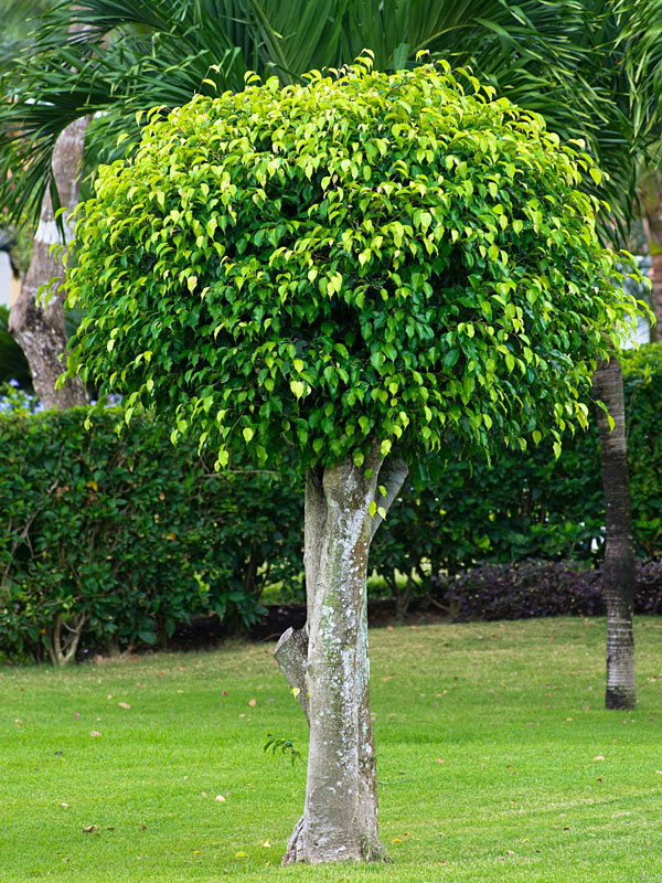 Weeping Evergreen Fig Tree (ficus benjamina) Urban Tropicals
