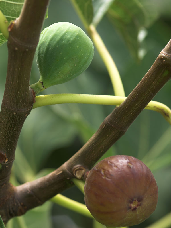 Heirloom Brown Turkey Fig Tree (ficus carica) Urban Tropicals