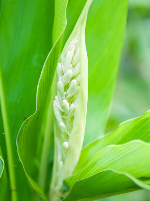 Lg. Galangal Asian Cooking Ginger Plant (alpinia galanga) Urban Tropicals