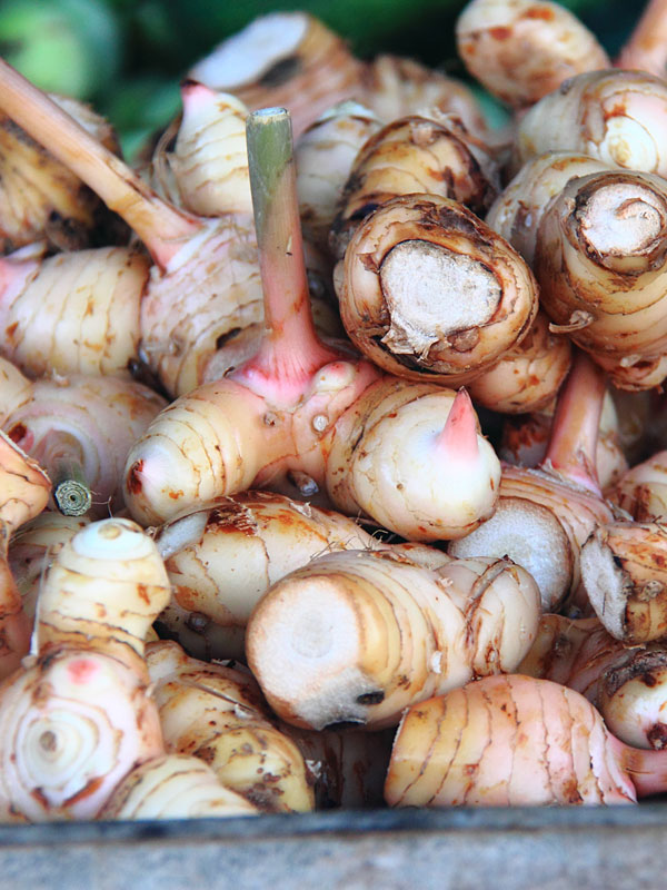 XL Galangal Asian Spice Ginger Plant (alpinia galanga) Urban Tropicals