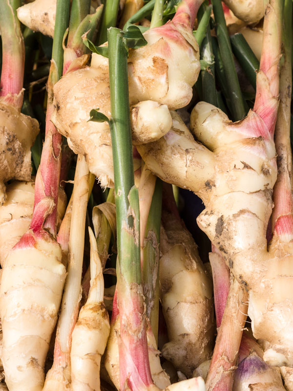 XL Galangal Asian Spice Ginger Plant (alpinia galanga) Urban Tropicals