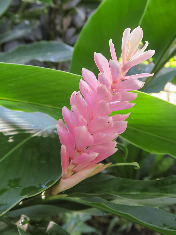XL Cold Hardy Pink Perfection Ginger Plant (alpinia hainanensis