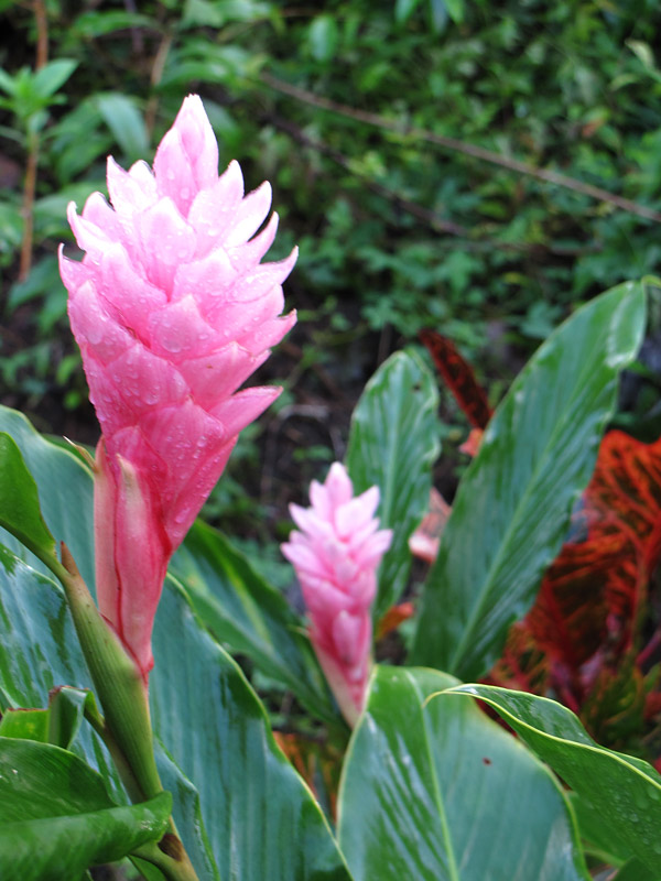 Lg. Tropic Pink Tomi Ginger Plant (alpinia purpurata) Urban Tropicals