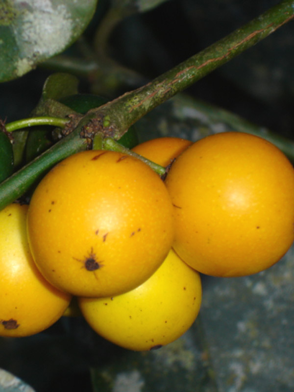 Lemon Drop Mangosteen Tree (garcinia intermedia) Urban Tropicals