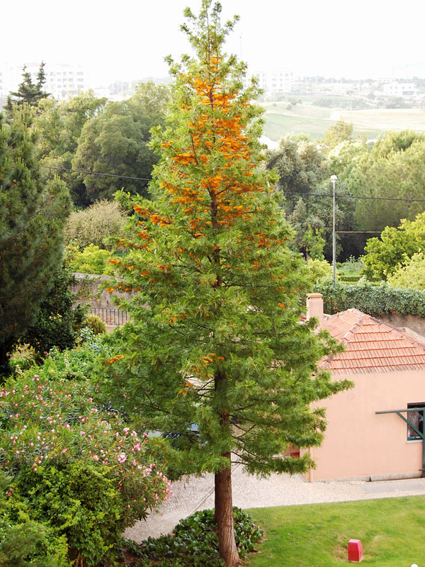 Tropical Silky Oak Tree (grevillea robusta) Urban Tropicals