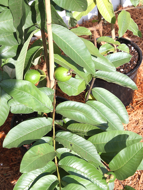 Ruby Supreme Guava Fruit Tree (psidium guajava) Urban Tropicals