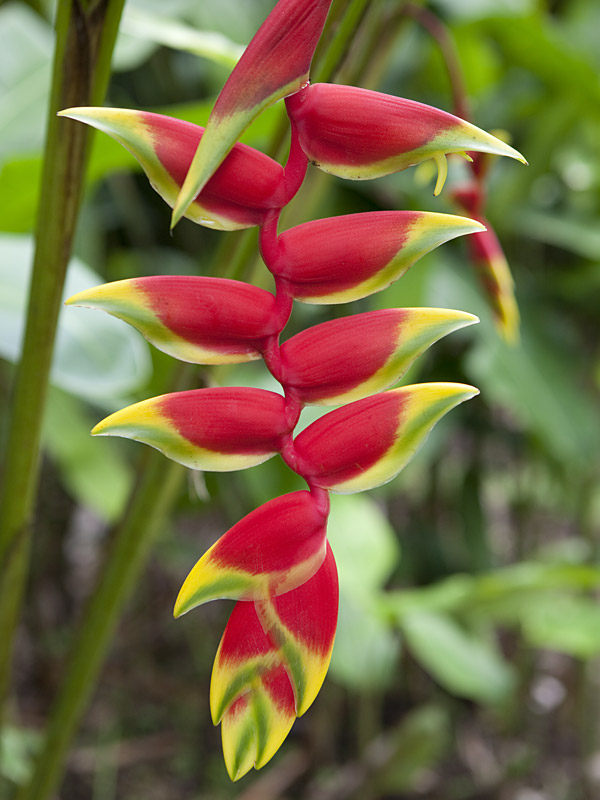 Pendant Lobster Claw Plant (heliconia rostrata) Urban Tropicals