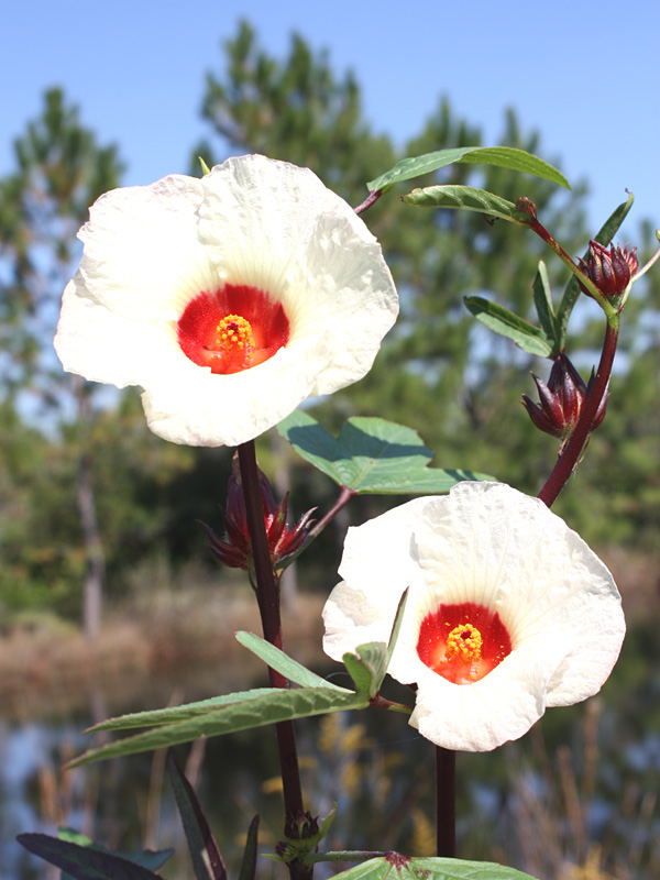 Roselle Tea Hibiscus Plant (hibiscus sabdariffa) Urban Tropicals