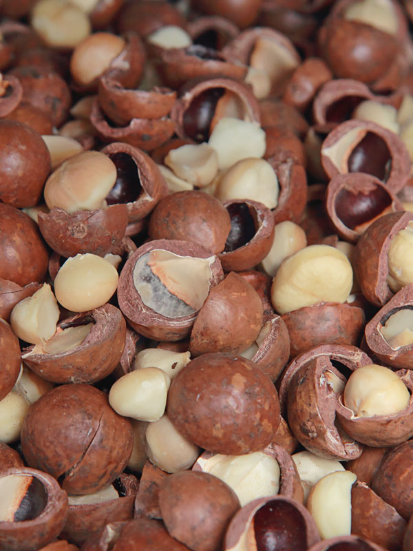 Macadamia Nut Tree (macadamia integrifolia) Urban Tropicals