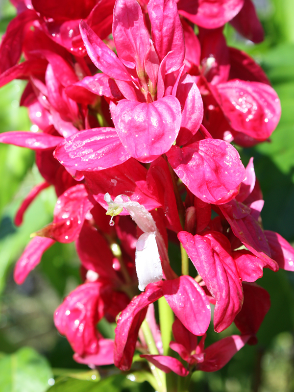Brazilian RedCloak Plant (megaskepasma erythrochlamys) Urban Tropicals