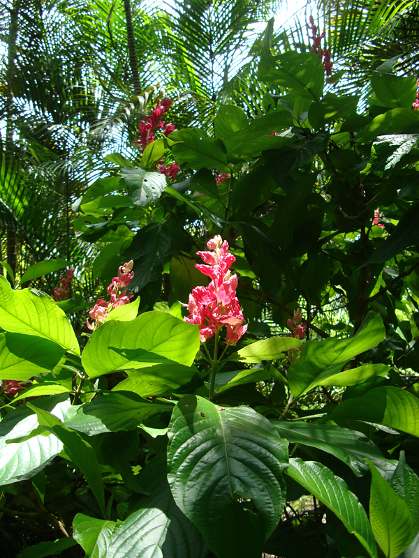 Brazilian RedCloak Plant (megaskepasma erythrochlamys) Urban Tropicals