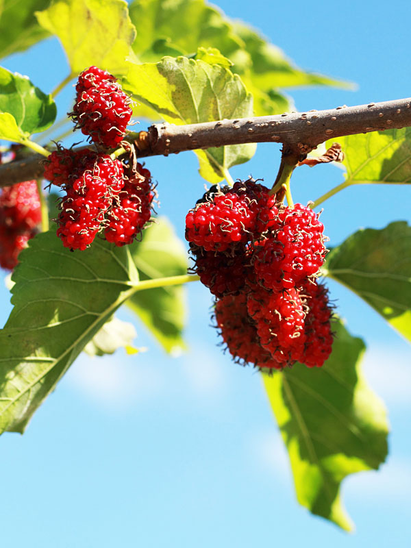 Northern Red Giant Mulberry Tree (morus rubra) Urban Tropicals
