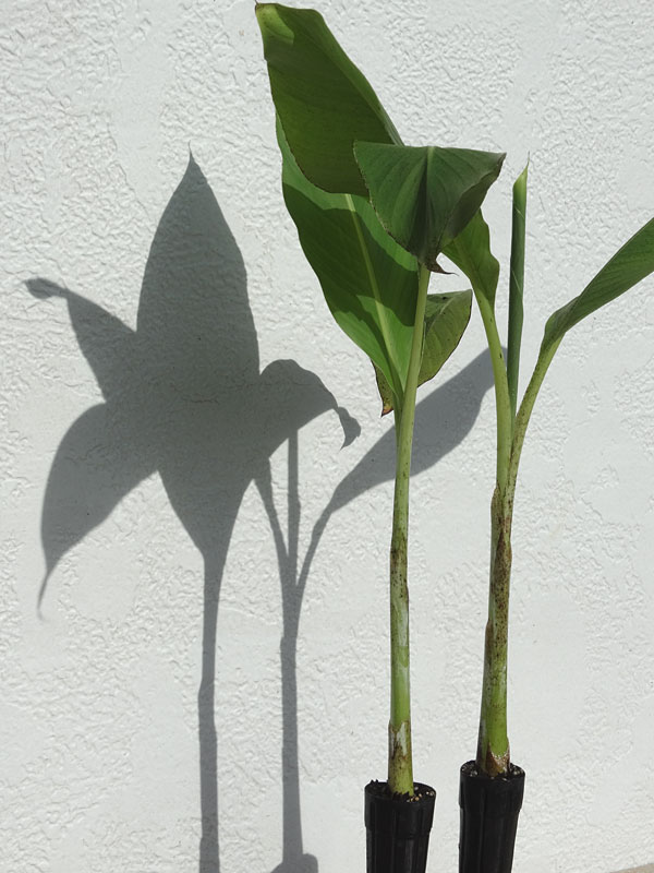 World’s Largest Banana Tree 50′ plus (musa ingens) Urban Tropicals