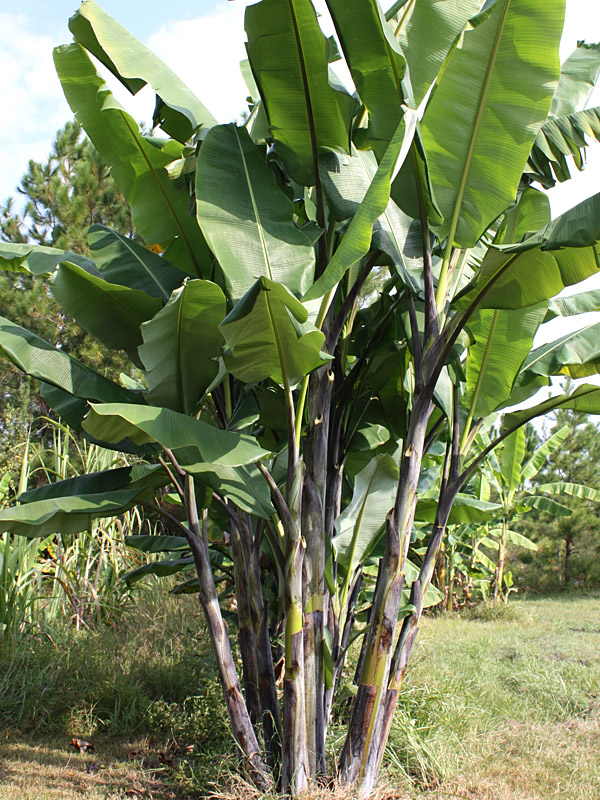 Thai Black Banana Tree (musa sp) Urban Tropicals