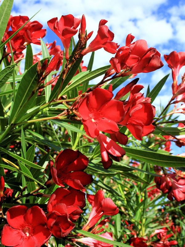 Lipstick Red Oleander Plant (nerium oleander) Urban Tropicals