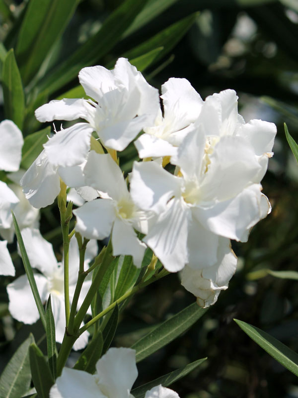Tropical White Oleander Plant (nerium oleander) Urban Tropicals