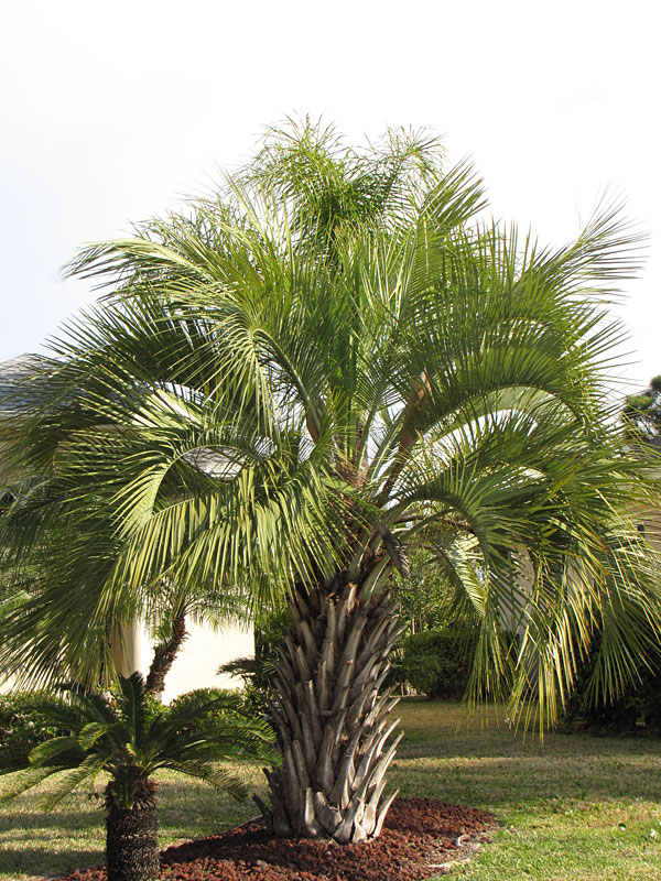 FL GROWN HARDY TO 10 DEG RARE BUTIA PINDO BLUE x JUBAEA HYBRID 3 FT