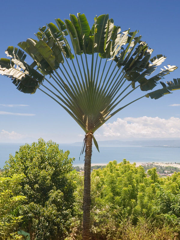 Giant Hawaiian Travelers Palm Tree (ravenala madagascariensis) Urban