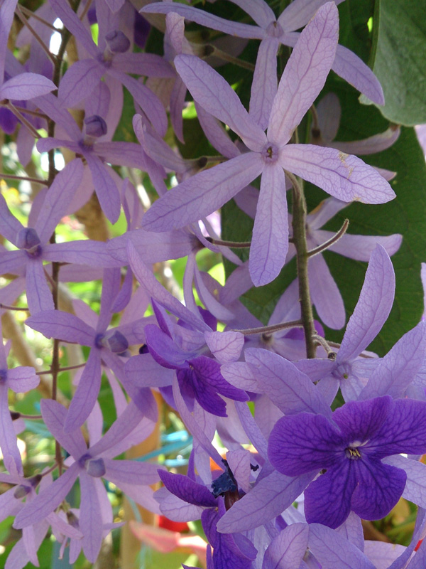 Lilac Queens Wreath Plant (petrea volubilis) Urban Tropicals